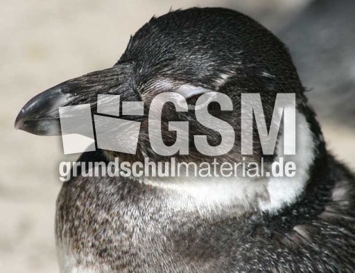 Brillenpinguin-4.jpg